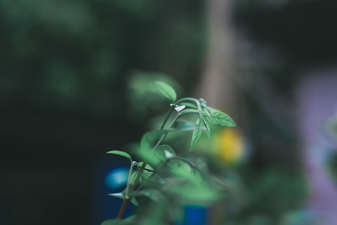 Evergreen content strategy